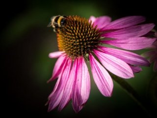 Bee on Echinacea