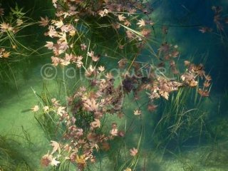 Leaves on Pool