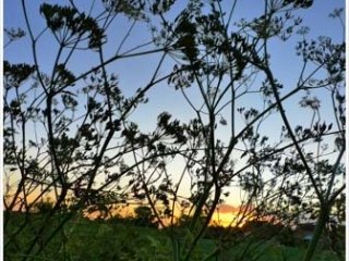 Cow Parsley