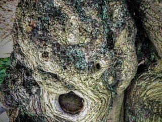 Tree Face 2 (The Scream)