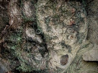 Tree Face