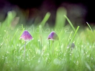 Toadstools in the Dew