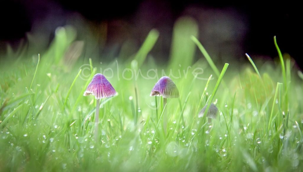 Toadstools in the Dew