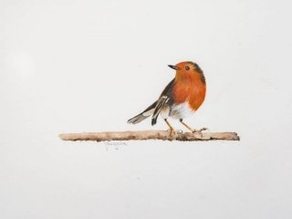 Robin