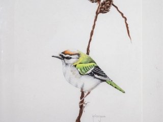 Firecrest