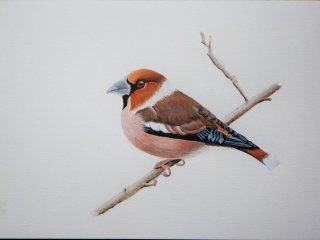 Hawfinch