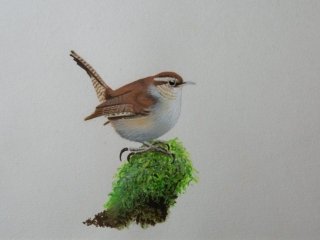 Wren