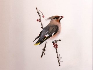 Waxwing