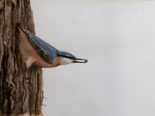 Nuthatch