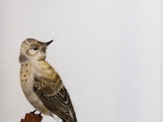 Spotted Flycatcher
