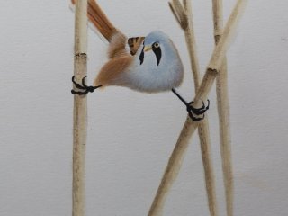 Bearded Reedling