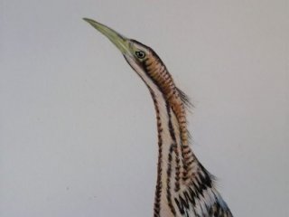 Bittern