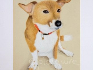 Taz