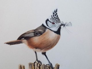Crested Tit