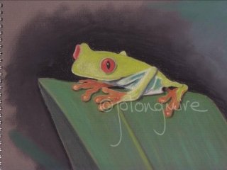 Tree Frog