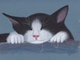 Sleeping Kitten
