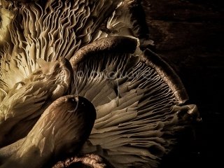 Mushrooms