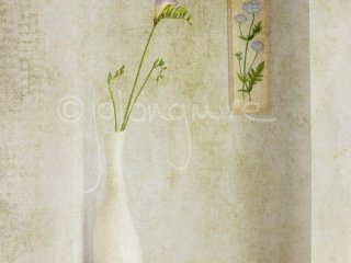 Friesia 1