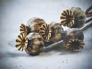 Poppy Heads