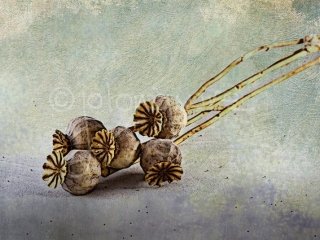 Poppy Heads 2