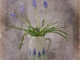 Grape Hyacinths