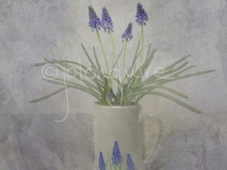 Grape Hyacinths 2
