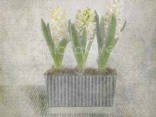 Hyacinths