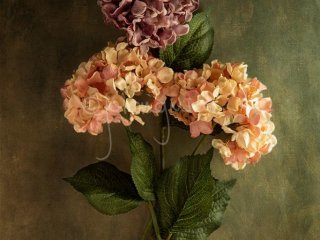 Hydrangeas