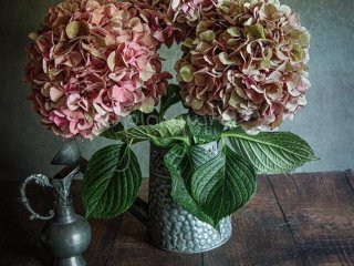 Hydrangeas and Jug