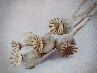 Poppy Heads 1