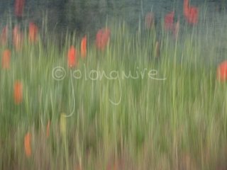 Poppy field v1
