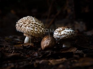 Toadstools