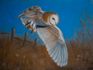 Owl