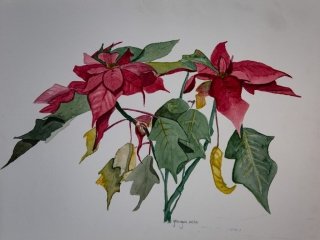 Poinsettia