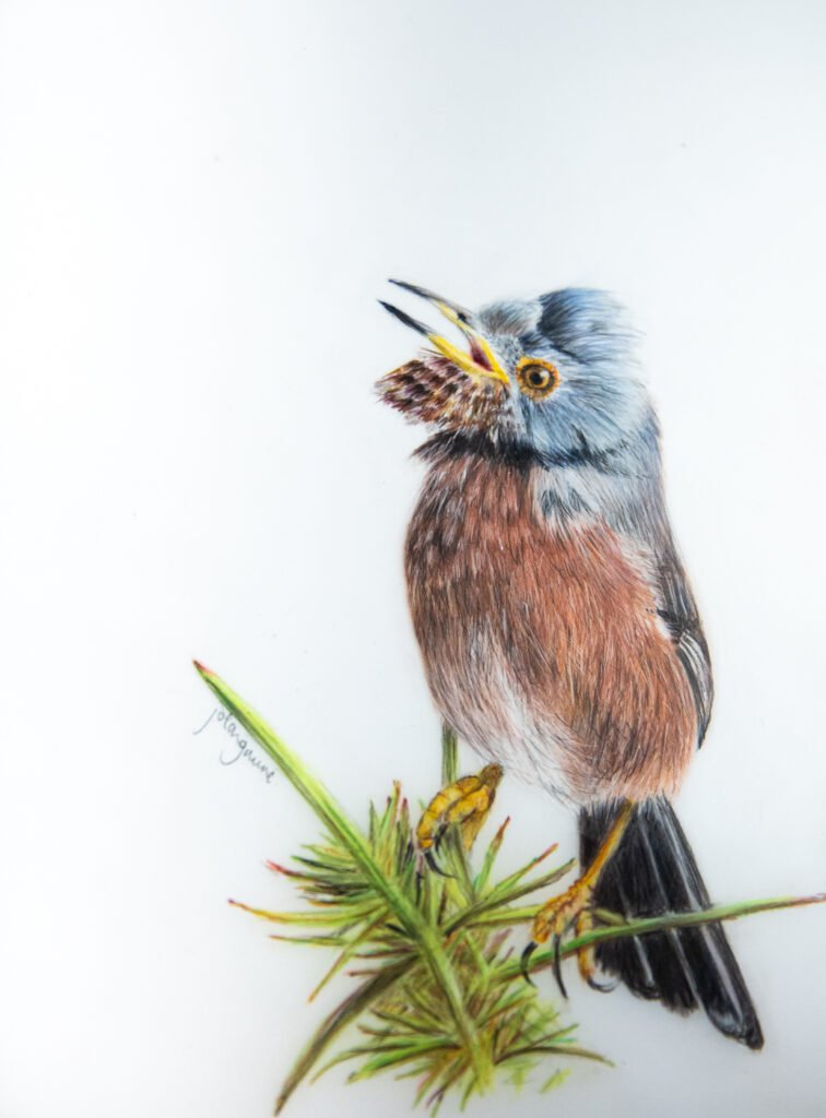 Dartford Warbler