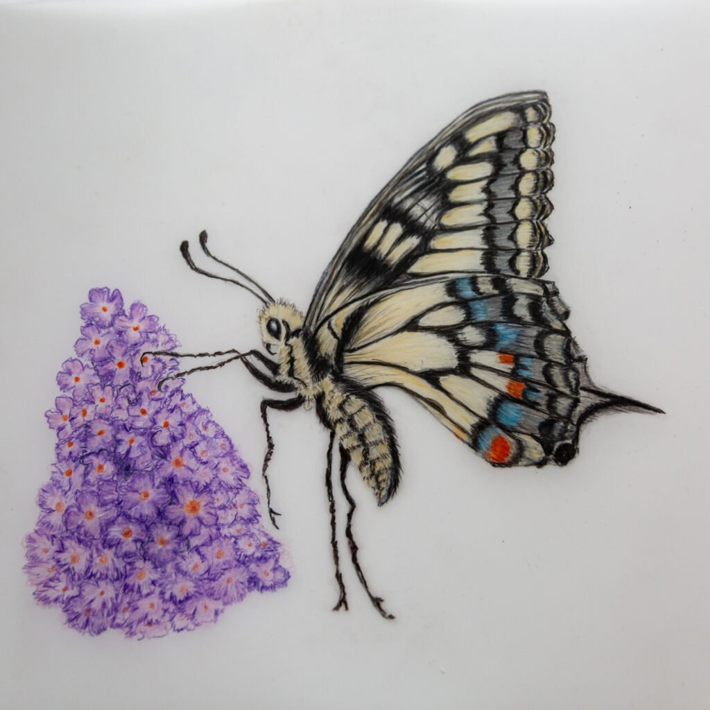 Swallowtail Butterfly Swallowtail Butterfly