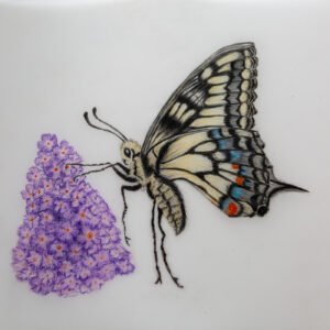 Swallowtail Butterfly