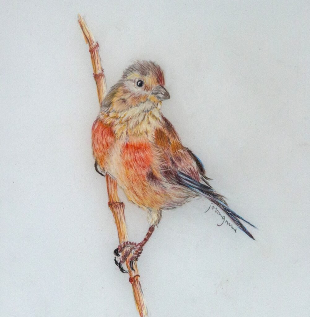 Linnet Linnet