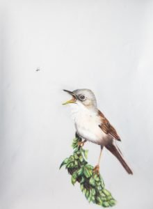 Whitethroat