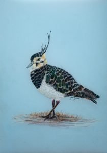Northern Lapwing