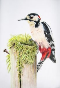 Great Spotted Woodpecker