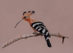 Hoopoe