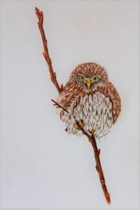 Pygmy Owl