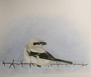 Shrike