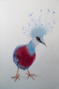 Victoria Crowned Pigeon