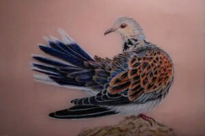 Turtle Dove