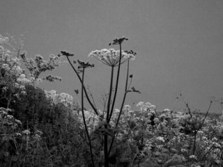 Whitby cliff edge 